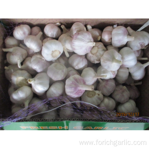 Normal White Garlic New 2019 Fresh